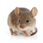 mouse in essex county with esse county pest control exterminator