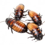 cockroaches in essex apartment building