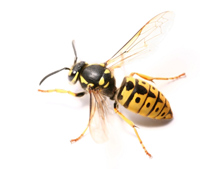 pest-control-wasp