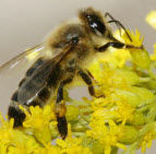 Bee collecting pollen in Essex County