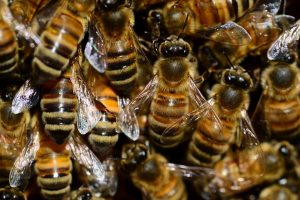 Bees working together in Essex County