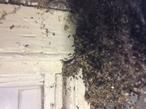 termite infestation signs, essex county pest control, numerous termites invading a home