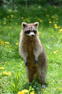 racoon in essex county