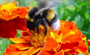 Bee collecting polen from flower in Bee in flower Essex County