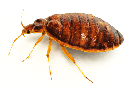 essex pest control, bedbugs exterminator essex, organic bedbugs removal essex, bedbug exterminator essex, pest control essex