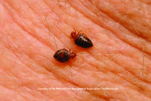 bedbugs on skin, Pest Control Essex