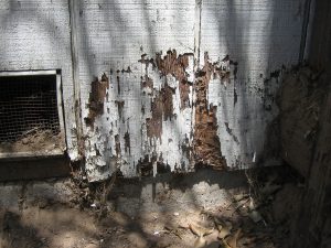termite infestation signs, essex county pest control