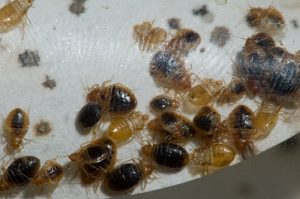bedbug nest, essex pest control