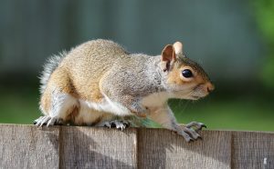 picture of a squirrel in essex county